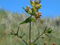 Rhinanthus minor 18, Kleine ratelaar, Saxifraga-Ed Stikvoort