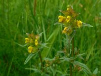 Rhinanthus minor 22, Kleine ratelaar, Saxifraga-Ed Stikvoort