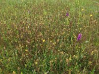 Rhinanthus minor 26, Kleine ratelaar, Saxifraga-Hans Boll