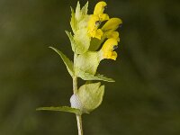 Rhinanthus minor 3, Kleine ratelaar, Saxifraga-Jan van der Straaten