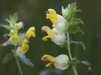 Rhinanthus minor 32, Kleine ratelaar, Saxifraga-Mark Zekhuis