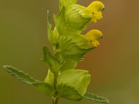 Kleine ratelaar  Kleine ratelaar - Rhinanthus minor