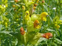 Rhinanthus minor 37,  Kleine ratelaar, Saxifraga-Hans Grotenhuis
