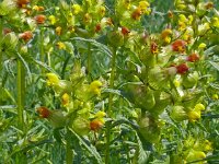Rhinanthus minor 38,  Kleine ratelaar, Saxifraga-Hans Grotenhuis