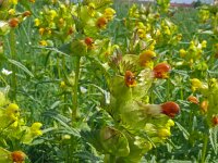 Rhinanthus minor 39,  Kleine ratelaar, Saxifraga-Hans Grotenhuis