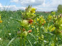Rhinanthus minor 40,  Kleine ratelaar, Saxifraga-Hans Grotenhuis