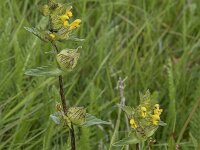 Rhinanthus minor 41, Kleine ratelaar, Saxifraga-Willem van Kruijsbergen