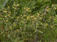 Rhinanthus minor 42, Kleine ratelaar, Saxifraga-Willem van Kruijsbergen