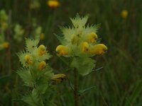 Rhinanthus minor 5, Kleine ratelaar, Saxifraga-Willem van Kruijsbergen