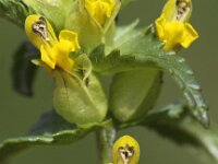 Rhinanthus minor 8, Kleine ratelaar, Saxifraga-Peter Meininger
