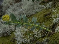 Rhodiola rosea 16, Saxifraga-Willem van Kruijsbergen