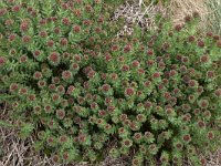 Rhodiola rosea 23, Saxifraga-Harry Jans