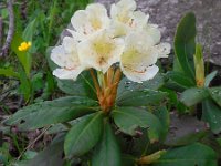 Rhododendron caucasicum 1, Saxifraga-Ed Stikvoort
