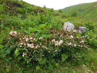 Rhododendron caucasicum 2, Saxifraga-Ed Stikvoort