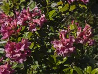 Rhododendron ferrugineum 13, Saxifraga-Willem van Kruijsbergen