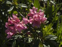 Rhododendron ferrugineum 14, Saxifraga-Willem van Kruijsbergen