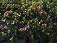 Rhododendron ferrugineum 15, Saxifraga-Willem van Kruijsbergen