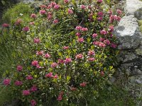 Rhododendron ferrugineum 16, Saxifraga-Willem van Kruijsbergen