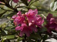 Rhododendron ferrugineum 18, Saxifraga-Willem van Kruijsbergen