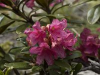 Rhododendron ferrugineum 19, Saxifraga-Willem van Kruijsbergen