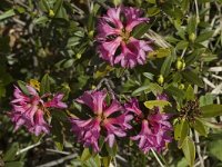 Rhododendron ferrugineum 2, Saxifraga-Marijke Verhagen