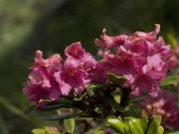 Rhododendron ferrugineum 20, Saxifraga-Willem van Kruijsbergen