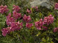 Rhododendron ferrugineum 21, Saxifraga-Willem van Kruijsbergen