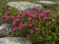 Rhododendron ferrugineum 24, Saxifraga-Willem van Kruijsbergen