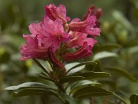 Rhododendron ferrugineum 25, Saxifraga-Jan van der Straaten