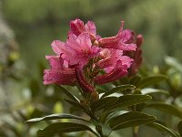 Rhododendron ferrugineum 26, Saxifraga-Jan van der Straaten