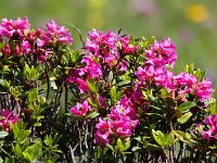 Rhododendron ferrugineum 27, Saxifraga-Bart Vastenhouw