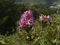 Rhododendron ferrugineum 3, Saxifraga-Marijke Verhagen