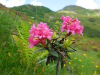 Rhododendron ferrugineum 30, Saxifraga-Ed Stikvoort