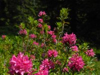 Rhododendron ferrugineum 32, Saxifraga-Ed Stikvoort