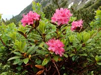 Rhododendron ferrugineum 35, Saxifraga-Ed Stikvoort