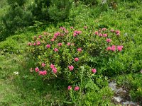 Rhododendron ferrugineum 36, Saxifraga-Dirk Hilbers