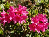 Rhododendron ferrugineum 39, Saxifraga-Harry Jans