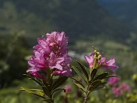 Rhododendron ferrugineum 4, Saxifraga-Marijke Verhagen