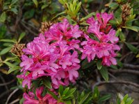 Rhododendron ferrugineum 40, Saxifraga-Harry Jans