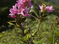 Rhododendron ferrugineum 5, Saxifraga-Marijke Verhagen