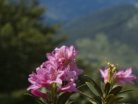 Rhododendron ferrugineum 6, Saxifraga-Marijke Verhagen