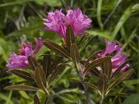 Rhododendron ferrugineum 7, Saxifraga-Marijke Verhagen