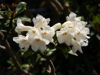 Rhododendron ferrugineum f alba 38, Saxifraga-Harry Jans