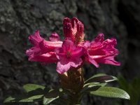 Rhododendron hirsutum 10, Saxifraga-Willem van Kruijsbergen