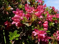Rhododendron hirsutum 12, Saxifraga-Ed Stikvoort