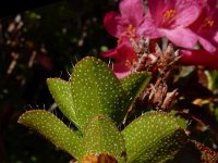 Rhododendron hirsutum 13, Saxifraga-Ed Stikvoort