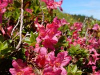 Rhododendron hirsutum 14, Saxifraga-Ed Stikvoort