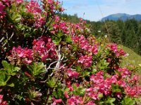Rhododendron hirsutum 16, Saxifraga-Ed Stikvoort
