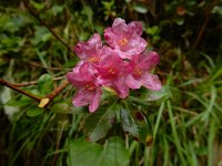 Rhododendron hirsutum 17, Saxifraga-Ed Stikvoort