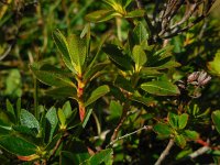 Rhododendron hirsutum 2, Saxifraga-Ed Stikvoort